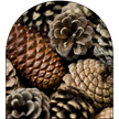 Roasted Pine Cones
