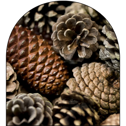 Roasted Pine Cones