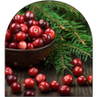 Woodland Cranberry