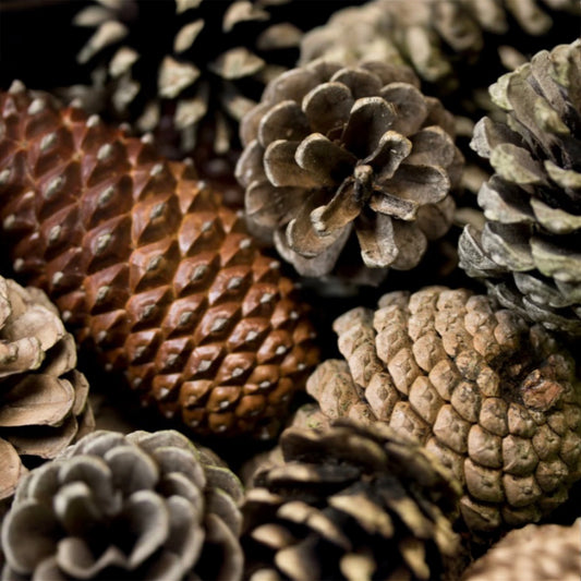 2 Wick - Toasted Pine Cone