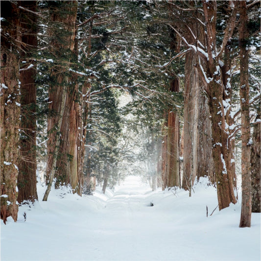 2 Wick - Winter Woods